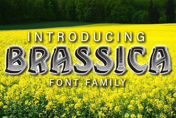 Brassica Typeface: Elevating Handmade Product Design